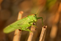 Kobylka kridlata - Phaneroptera falcata 2984